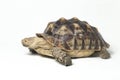 African Spurred Tortoise also know as African Spur Thigh Tortoise - Geochelone sulcata