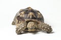 African Spurred Tortoise also know as African Spur Thigh Tortoise - Geochelone sulcata Royalty Free Stock Photo