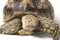 African Spurred Tortoise also know as African Spur Thigh Tortoise - Geochelone sulcata