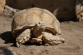 African Spurred Tortoise - Centrochelys sulcata Royalty Free Stock Photo