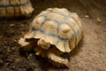 African spurred tortoise Centrochelys sulcata Royalty Free Stock Photo