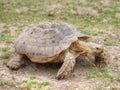 African spurred tortoise Centrochelys sulcata