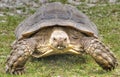 African spurred tortoise Centrochelys sulcata Royalty Free Stock Photo