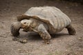 African spurred tortoise Centrochelys sulcata