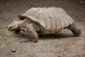 African spurred tortoise Centrochelys sulcata Royalty Free Stock Photo