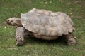 African spurred tortoise Centrochelys sulcata Royalty Free Stock Photo