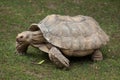 African spurred tortoise Centrochelys sulcata