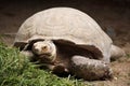 African spurred tortoise (Centrochelys sulcata). Royalty Free Stock Photo