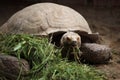 African spurred tortoise (Centrochelys sulcata). Royalty Free Stock Photo