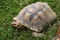 African spurred tortoise (Centrochelys sulcata).