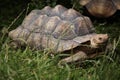 African spurred tortoise (Centrochelys sulcata). Royalty Free Stock Photo