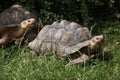 African spurred tortoise (Centrochelys sulcata).