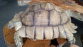 The African Spurred Tortoise or Centrochelys Sulcata Royalty Free Stock Photo