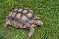 African spurred tortoise Centrochelys sulcata