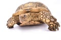 African spurred tortoise,Centrochelys sulcata