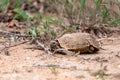 African Spurred Tortoise (Centrochelys sulcata) with missing rear leg