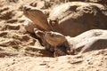 African spurred tortoise Centrochelys sulcata 2