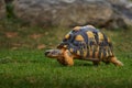 African spurred tortoise, Centrochelys sulcata, turtle from Senegal, Mali, Niger, Sudan, Ethiopia. Tortoise in the green grass,