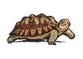 African Spurred Tortoise.Cheerful turtle walking. Realistic hand drawn vector illustration. Royalty Free Stock Photo