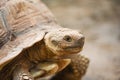 African spurred tortoise / Close up head turtle Royalty Free Stock Photo