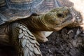 African Spurred Tortoise close up