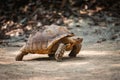 African spurred tortoise / Close up turtle walking