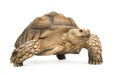 African Spurred Tortoise - Geochelone sulcata Royalty Free Stock Photo