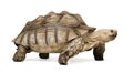 African Spurred Tortoise - Geochelone sulcata Royalty Free Stock Photo