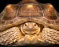 African spurred tortoise Royalty Free Stock Photo