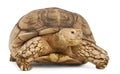 African Spurred Tortoise, Geochelone sulcata Royalty Free Stock Photo