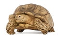 African Spurred Tortoise, Geochelone sulcata Royalty Free Stock Photo