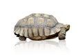 African spurred tortoise or Geochelone sulcata isolated on white background ,include clipping path Royalty Free Stock Photo