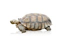 African spurred tortoise or Geochelone sulcata isolated on white background ,include clipping path Royalty Free Stock Photo