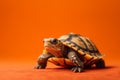 African Spurred Tortoise Geochelone sulcata on orange background generative ai