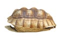 African spurred tortoise or geochelone sulcata shell