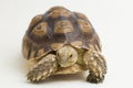 African Spurred Tortoise Geochelone sulcata on white background Royalty Free Stock Photo