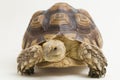 African Spurred Tortoise Geochelone sulcata on white background Royalty Free Stock Photo