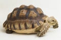 African Spurred Tortoise Geochelone sulcata on white background Royalty Free Stock Photo