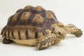 African Spurred Tortoise Geochelone sulcata on white background Royalty Free Stock Photo