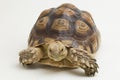 African Spurred Tortoise Geochelone sulcata on white background Royalty Free Stock Photo