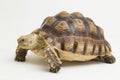 African Spurred Tortoise Geochelone sulcata on white background Royalty Free Stock Photo