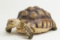 African Spurred Tortoise Geochelone sulcata on white background Royalty Free Stock Photo