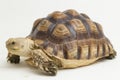 African Spurred Tortoise Geochelone sulcata on white background Royalty Free Stock Photo