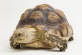 African Spurred Tortoise Geochelone sulcata on white background Royalty Free Stock Photo