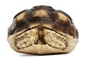 African Spurred Tortoise, Geochelone sulcata, 1 year old Royalty Free Stock Photo