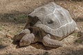 African spurred tortoise, giant turtle Royalty Free Stock Photo