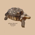 The African spurred tortoise is the largest mainland tortoise, hand draw sketch vector