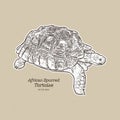 The African spurred tortoise is the largest mainland tortoise, hand draw sketch vector