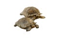 Isolated the largest African spurred tortoises or Centrochelys sulcata cutout on white background. Royalty Free Stock Photo