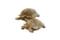 Isolated the largest African spurred tortoises or Centrochelys sulcata cutout on white background. Royalty Free Stock Photo